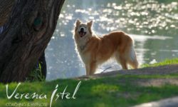 Manchmal ist man Hund – manchmal eben der Baum!