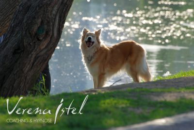 Manchmal ist man Hund – manchmal eben der Baum!
